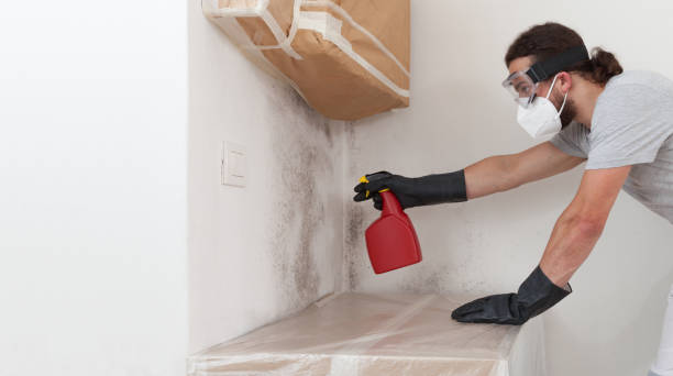 Professional Black Mold Removal technician working in Conroe, TX
