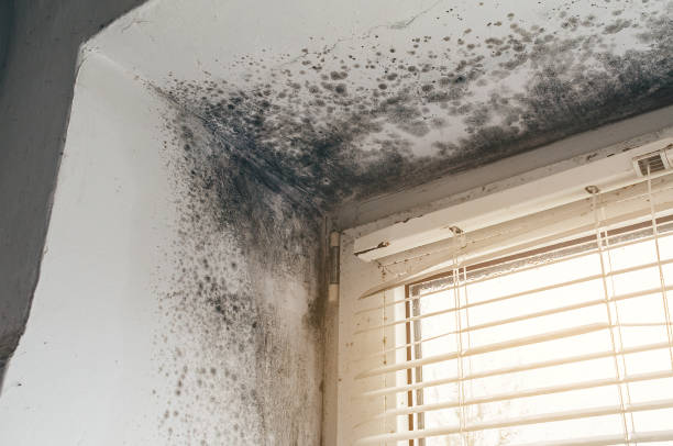 Trusted Black Mold Removal service in Conroe, TX - Cheap Mold Removal