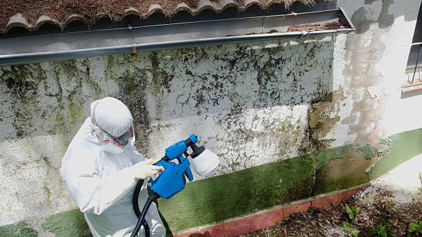 Trusted Mold Remediation service in Conroe, TX - Cheap Mold Removal